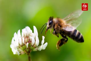 Male Honeybee