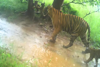 Tigeress With 3 Cubs