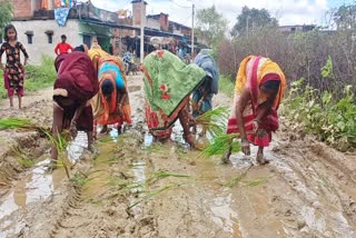 सड़क पर धान की रोपनी