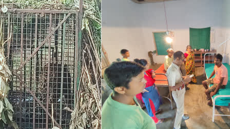 Leopard Escaped from Cage in Banarhat