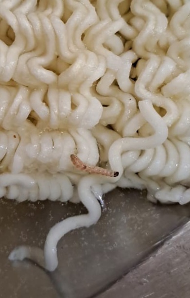 WORM FOUND IN NOODLES