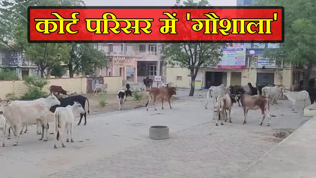 Cows in ADM SDM Court Premises