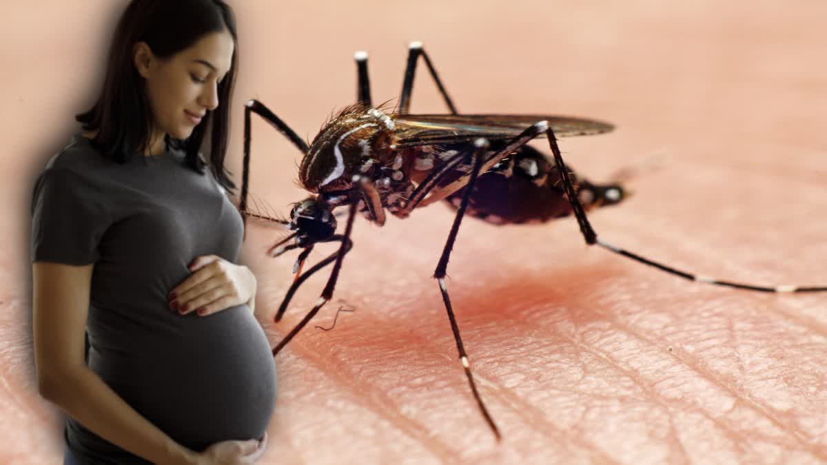 Dengue in Pregnancy News