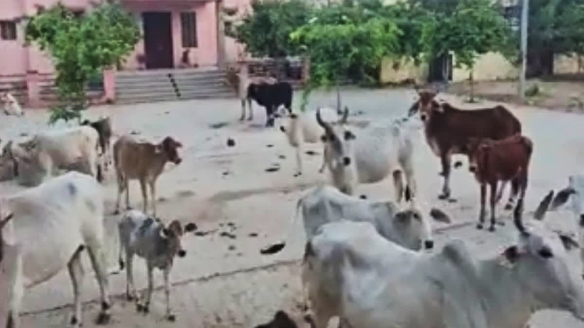 As a mark of protest; a herd of bovines that were left unattended by their owners and allowed to roam freely on the streets — was sent to ADM-SDM office premises in Kuchaman City of Rajasthan, on Saturday.