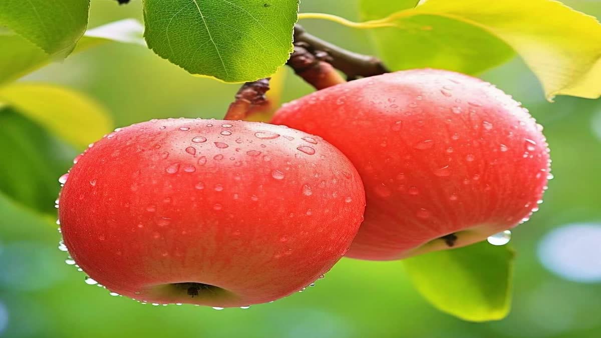 Apple production reduced in Himachal