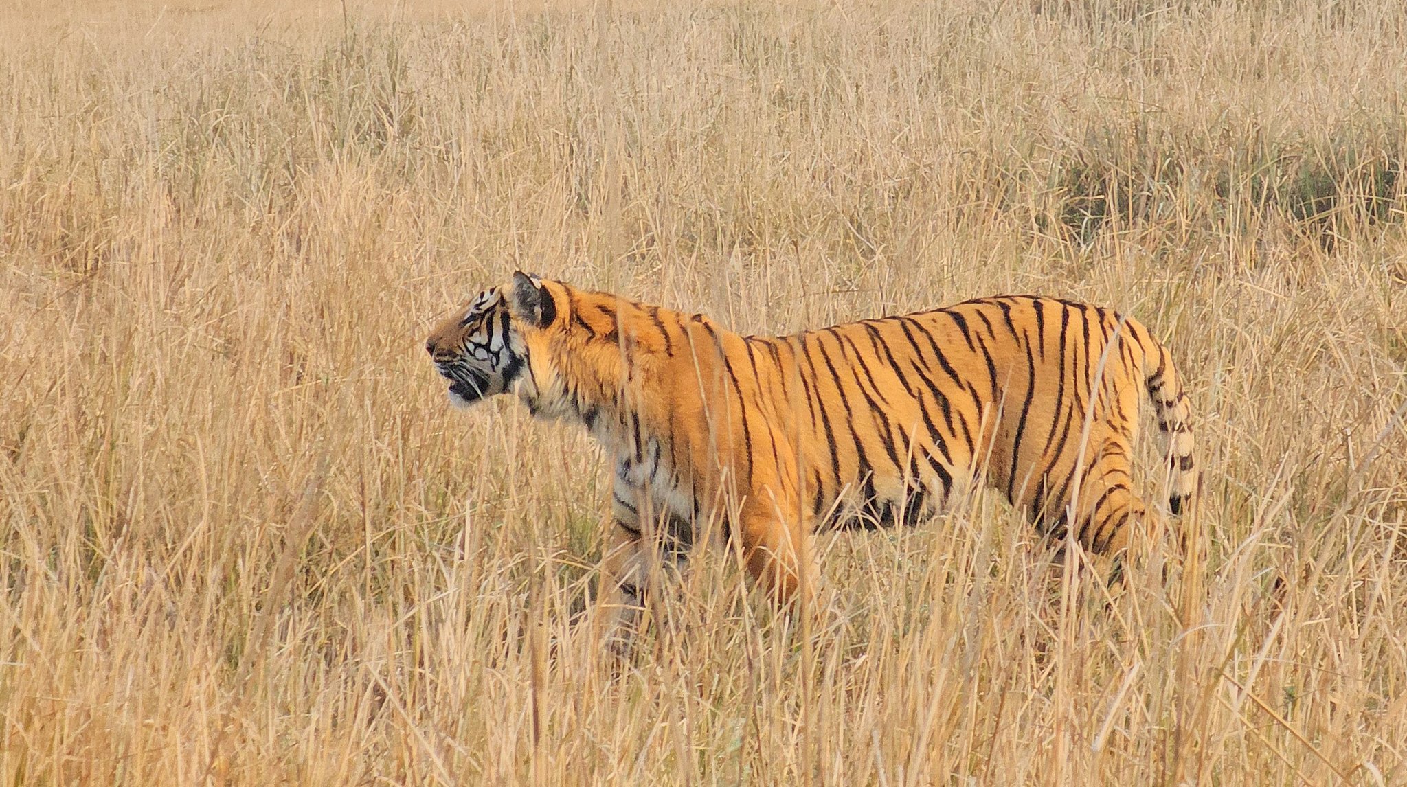 Tigers in Uttarakhand