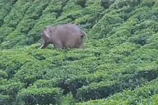 elephant movement in Valparai Sholayar Estate at Coimbatore