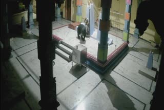 bear entering the temple