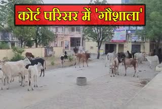 Cows in ADM SDM Court Premises