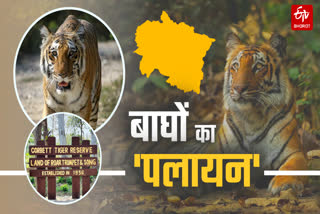 Tigers in Uttarakhand