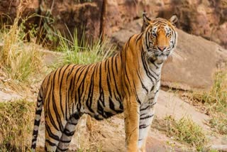 Tiger in Manendragarh Chirmiri Bharatpur