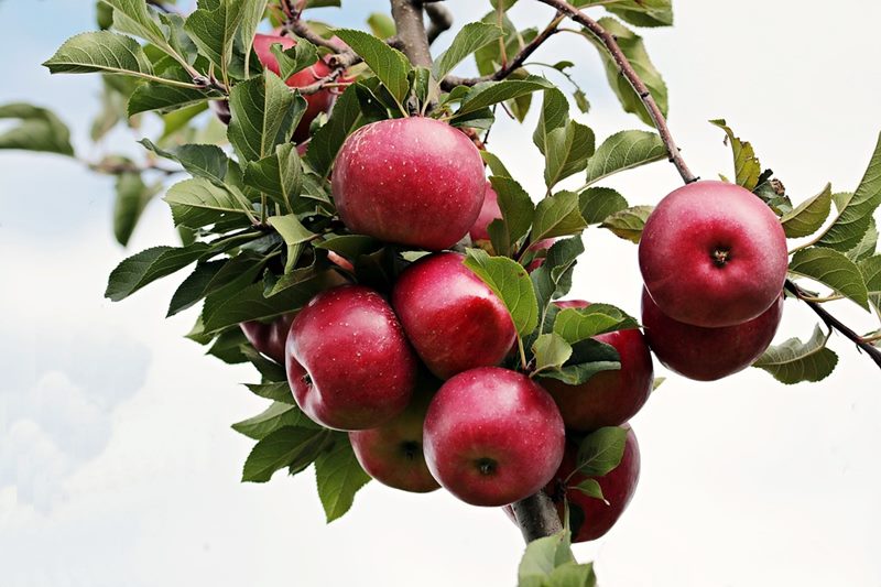 Apple production reduced in Himachal