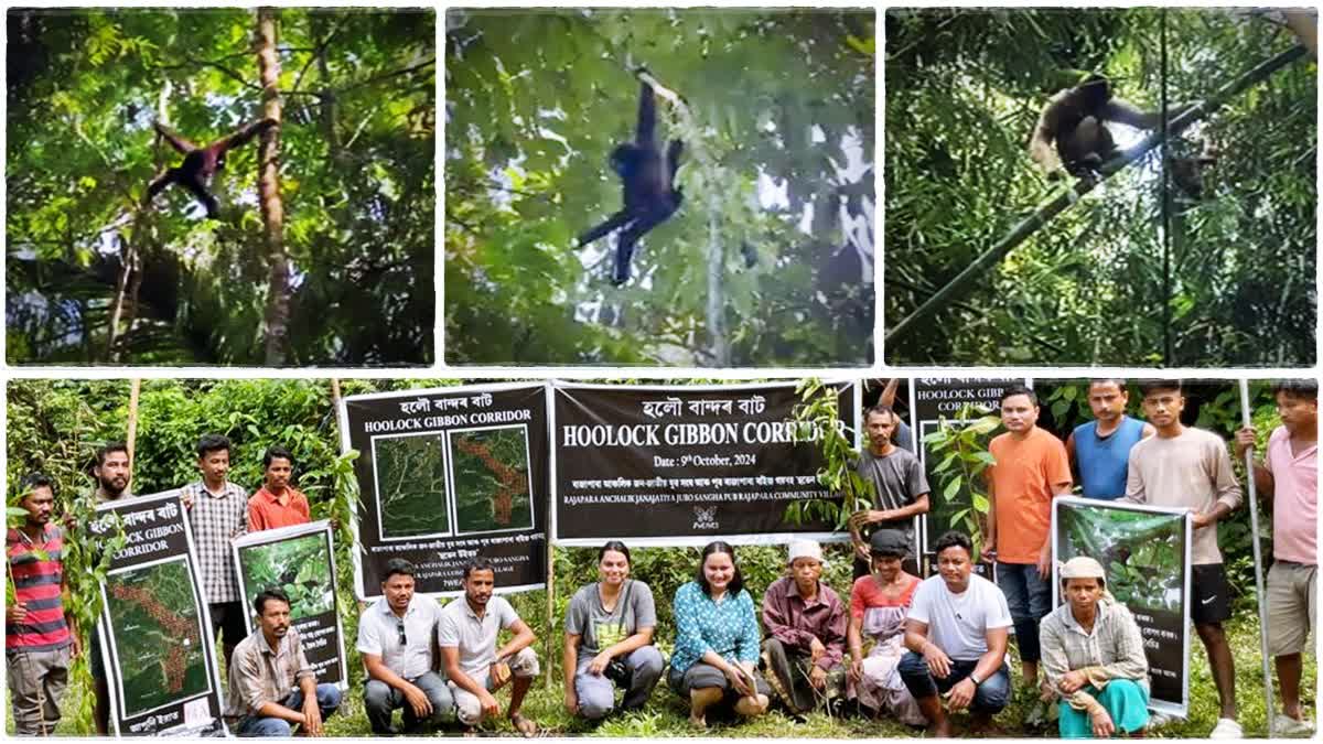 Villagers on a mission to protect Hoolock Gibbons in Assam.