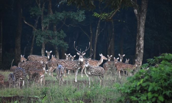 ପ୍ରକୃତିପ୍ରେମୀଙ୍କ ଭୂସ୍ବର୍ଗ ଶିମିଳିପାଳ