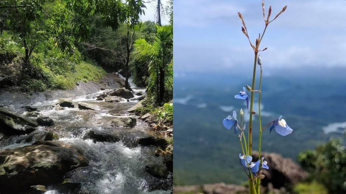 VAYALADA VIEW POINT  TOURIST SPOT IN VAYALADA  VAYALADA KOZHIKODE  കോഴിക്കോട് വയലട