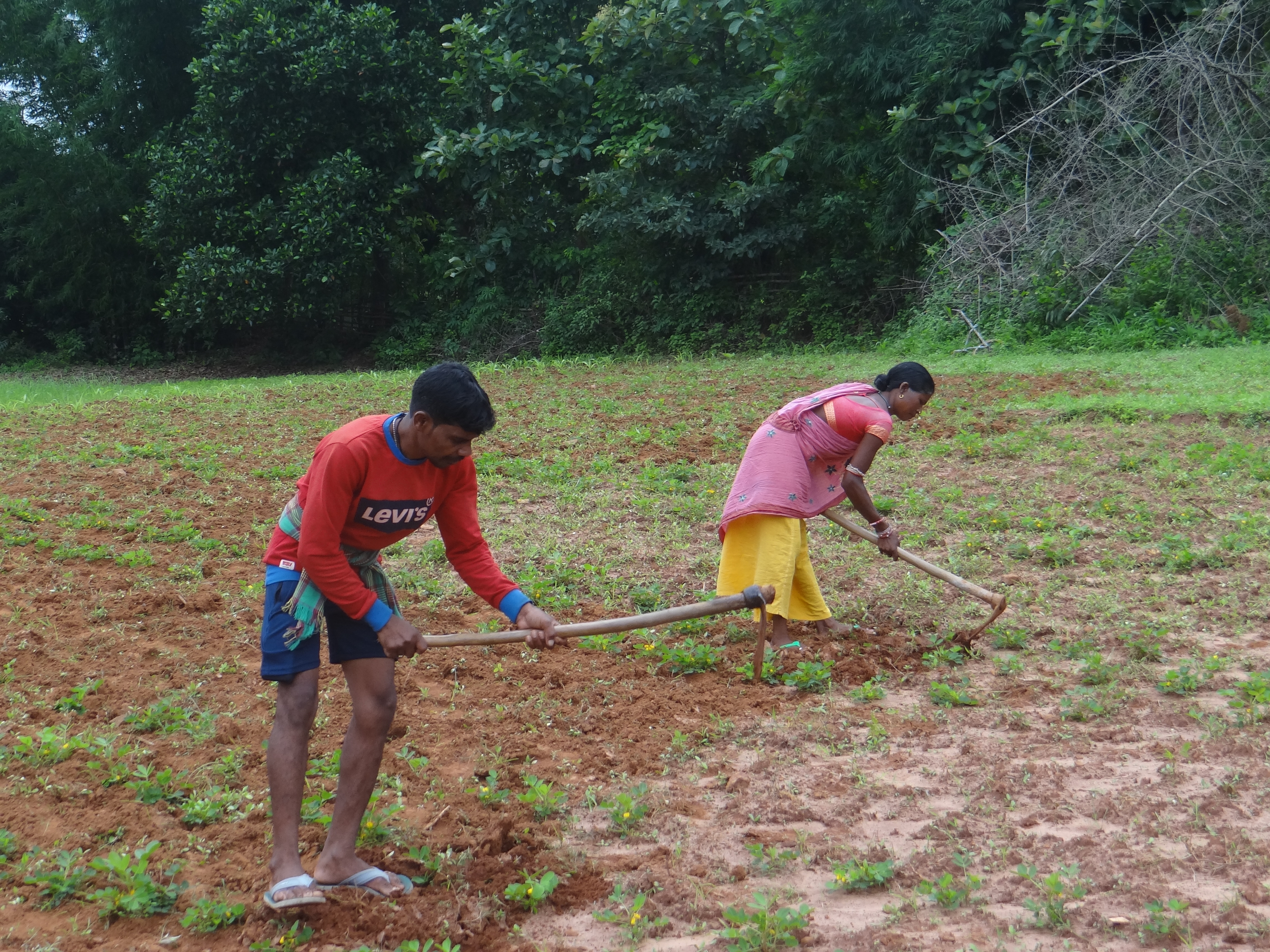 Adivasi couple self reliance and sustainable lifestyle