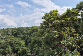 Locals Protest Govt Decision To Cut Down 1 Lakh Trees For Power Plant In Rajasthan's Baran