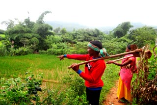 Integrated-farming in tribal area of koraput laxmipur