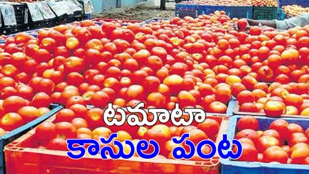 Tomato Prices Increase