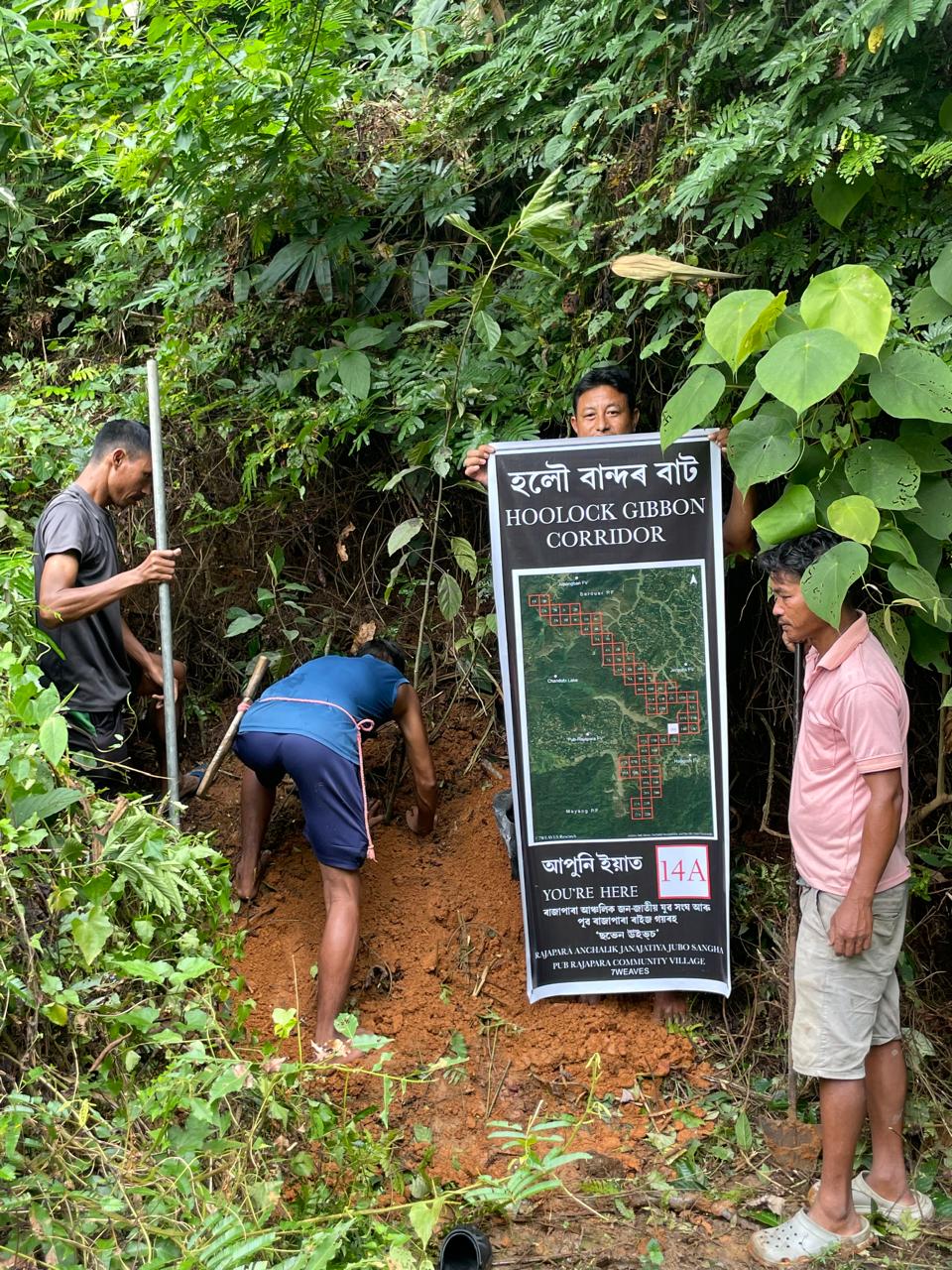 Holoock Gibbons in Assam