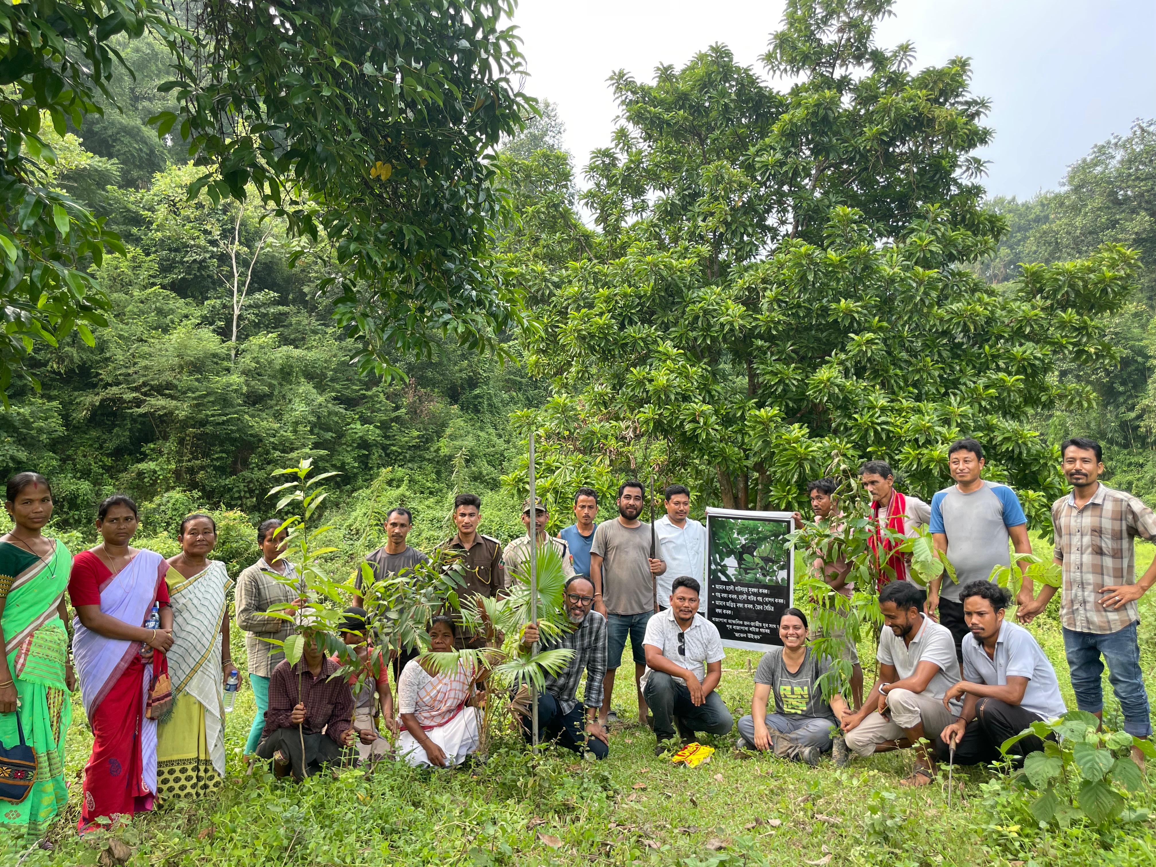 Holoock Gibbons in Assam