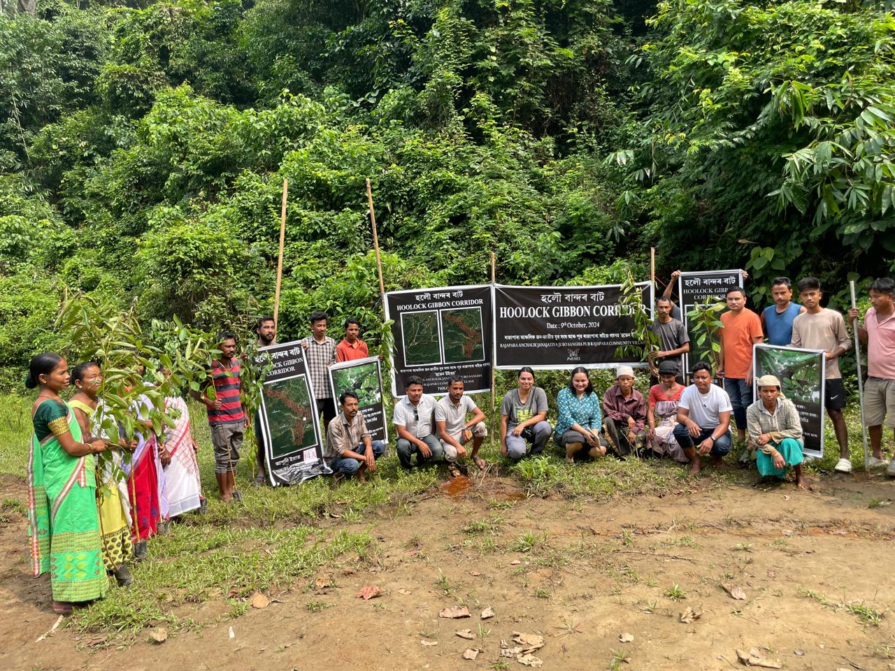 Holoock Gibbons in Assam