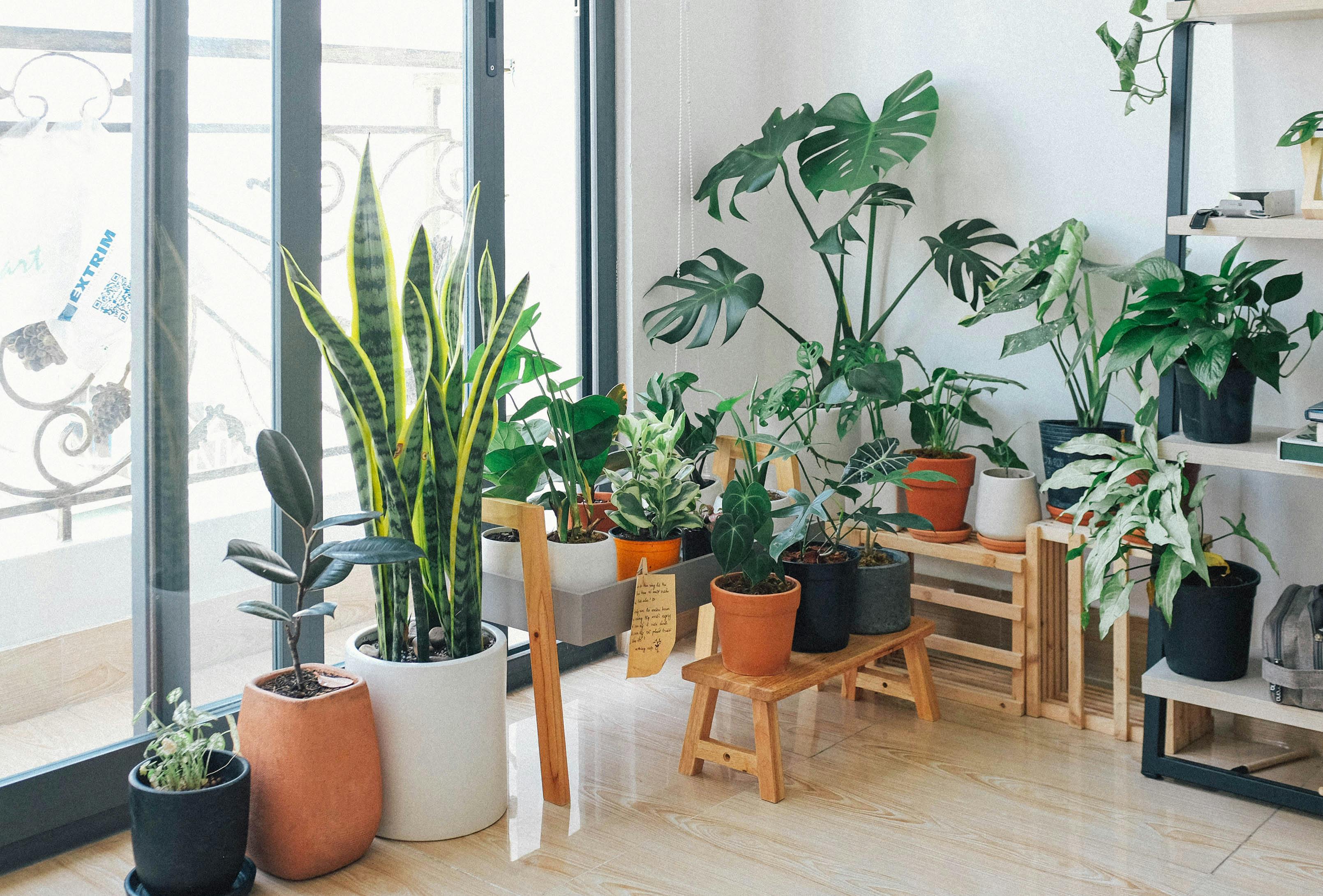 what-is-biophilic-living-how-to-decorate-home