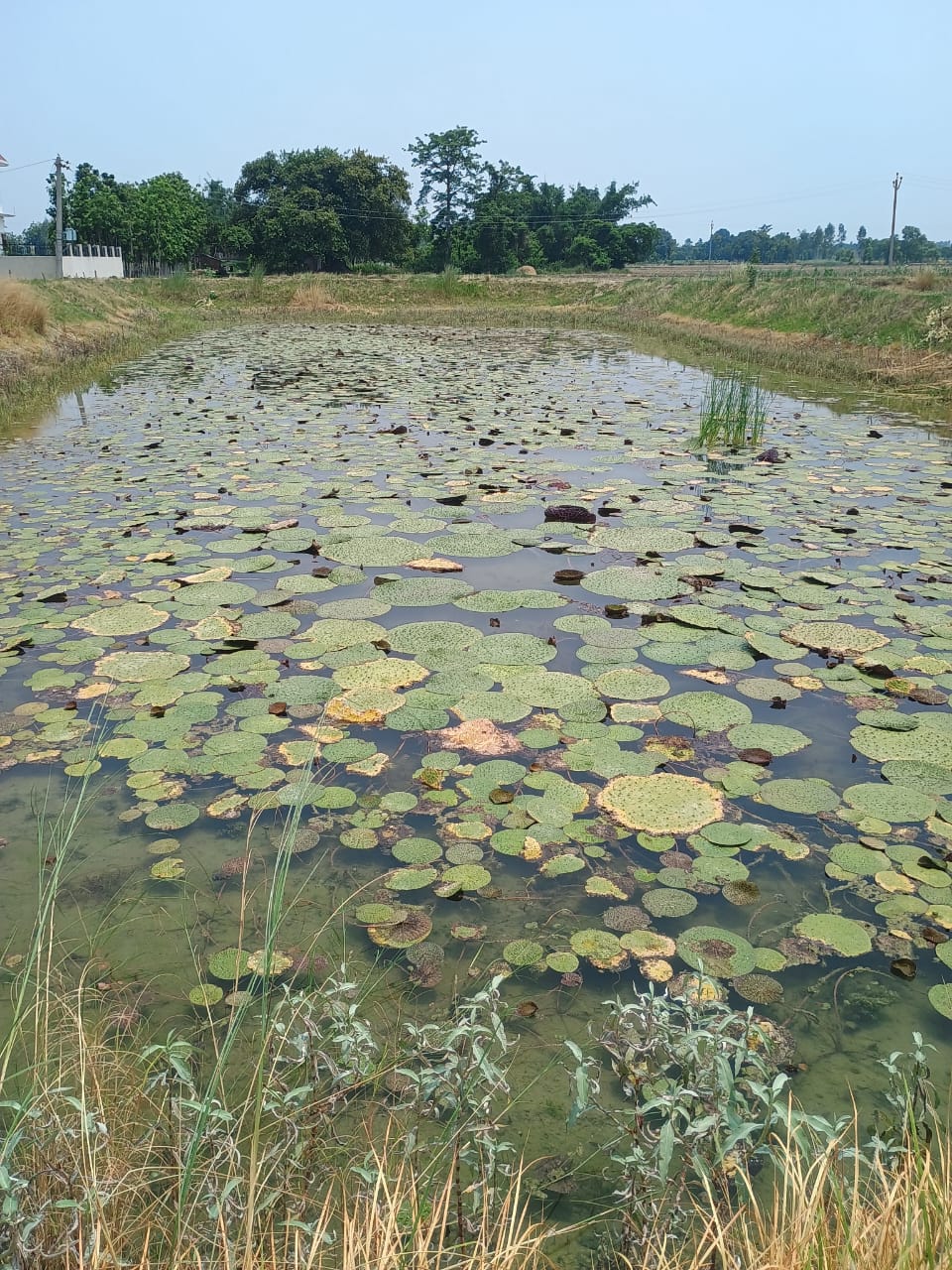 mithila-makhana-farming-cultivation-yogi-government-provide-facilities-up-farmers-rate