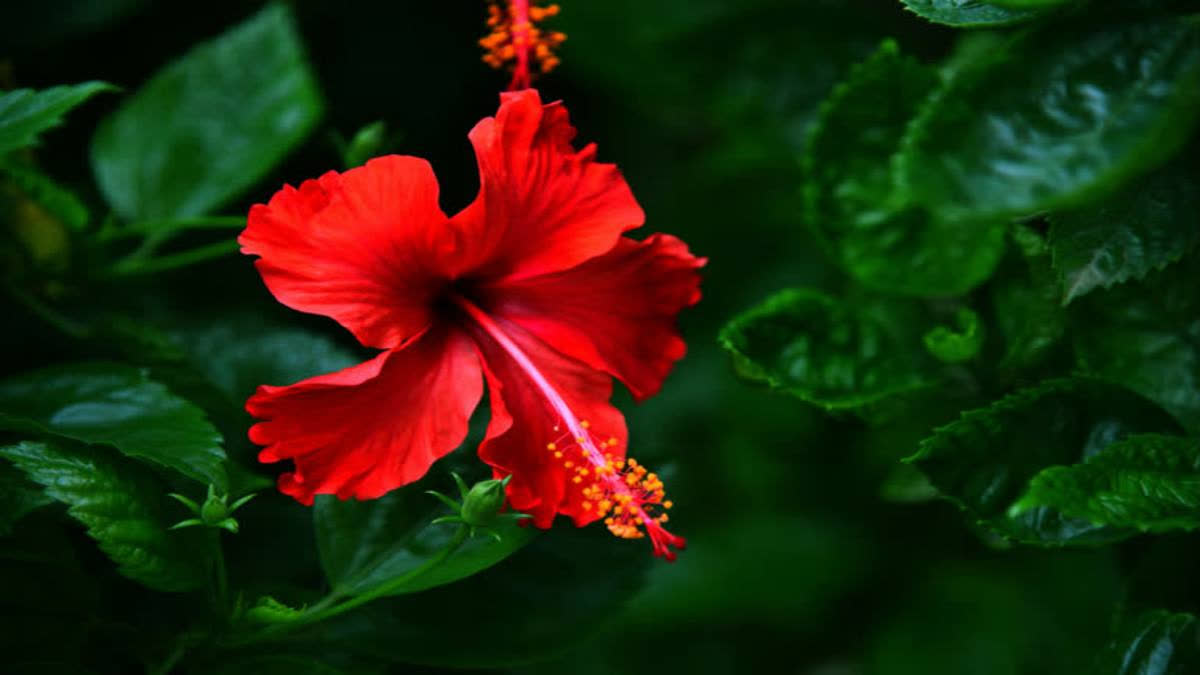 hibiscus flower  price raising in west bengal during kali puja