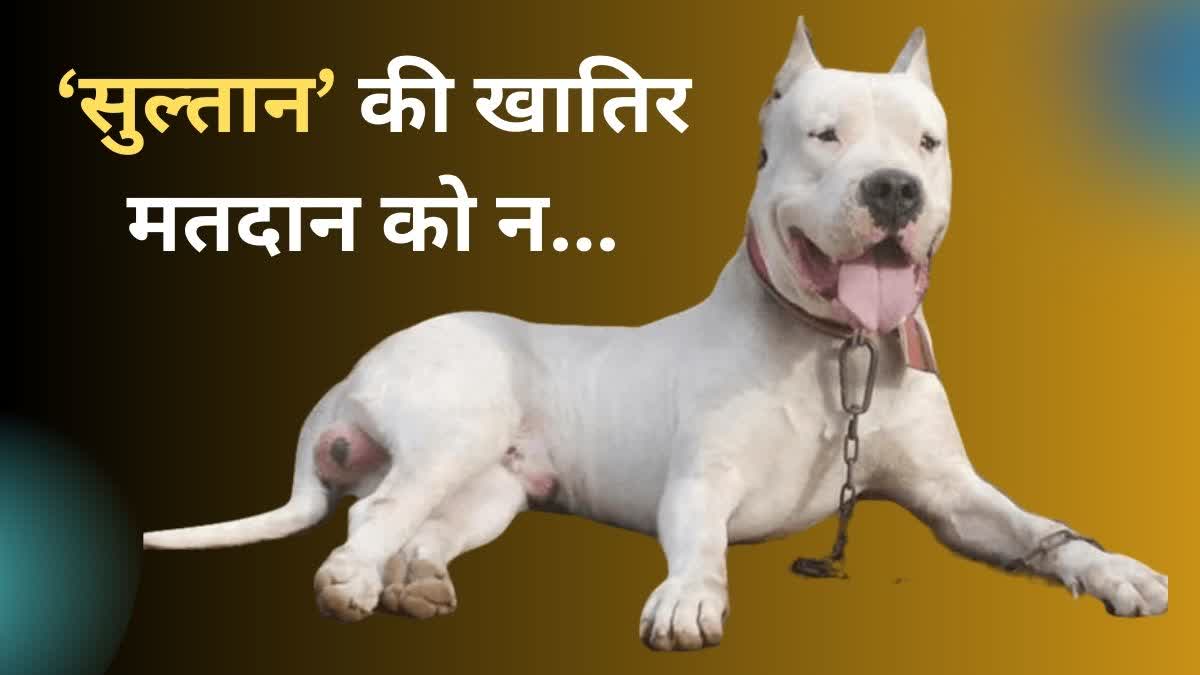 Boycott of votes for justice for dog