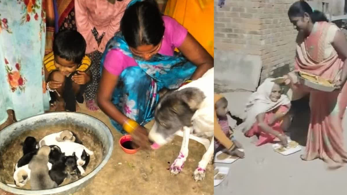 Female dog Chatni gave birth to nine puppies in Hamirpur four hundred people attended feast