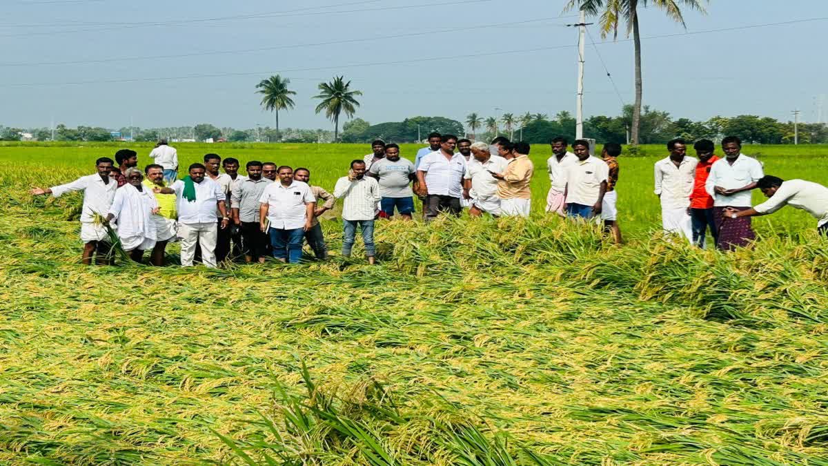 ಅಕಾಲಿಕ ಮಳೆಗೆ ಭತ್ತದ ಬೆಳೆ ಹಾನಿಯಾಗಿರುವುದು