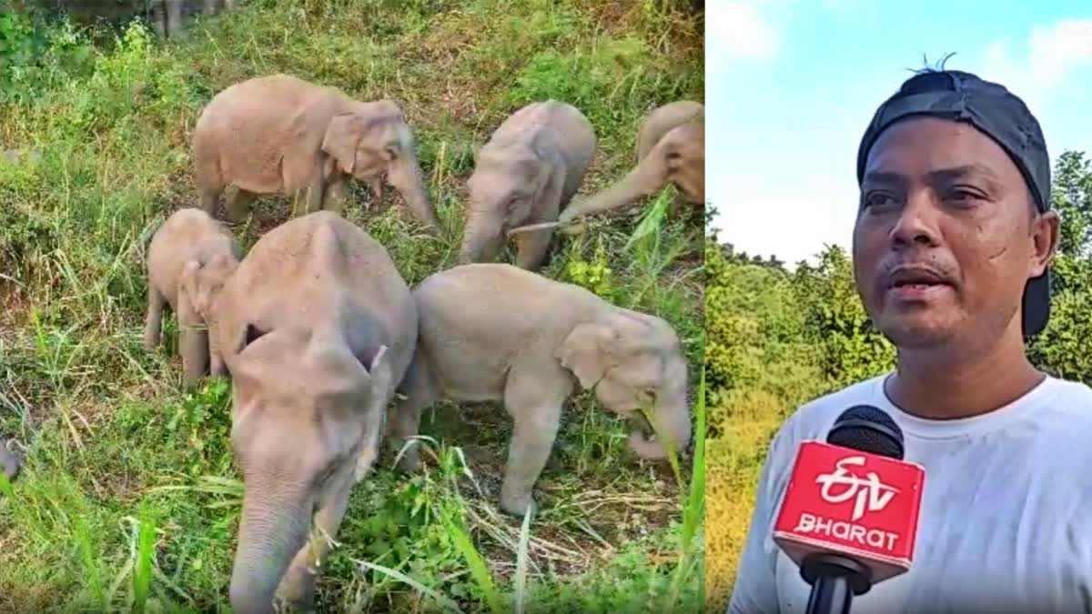 Human Elephant Conflict In Assam