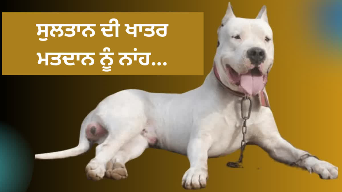 600 ANIMAL LOVERS BOYCOTT MP ELECTIONS TO PUNISH KILLERS OF DOG SULTAN DEMAND RAISED FOR JUSTICE FOR DOG IN BHOPAL