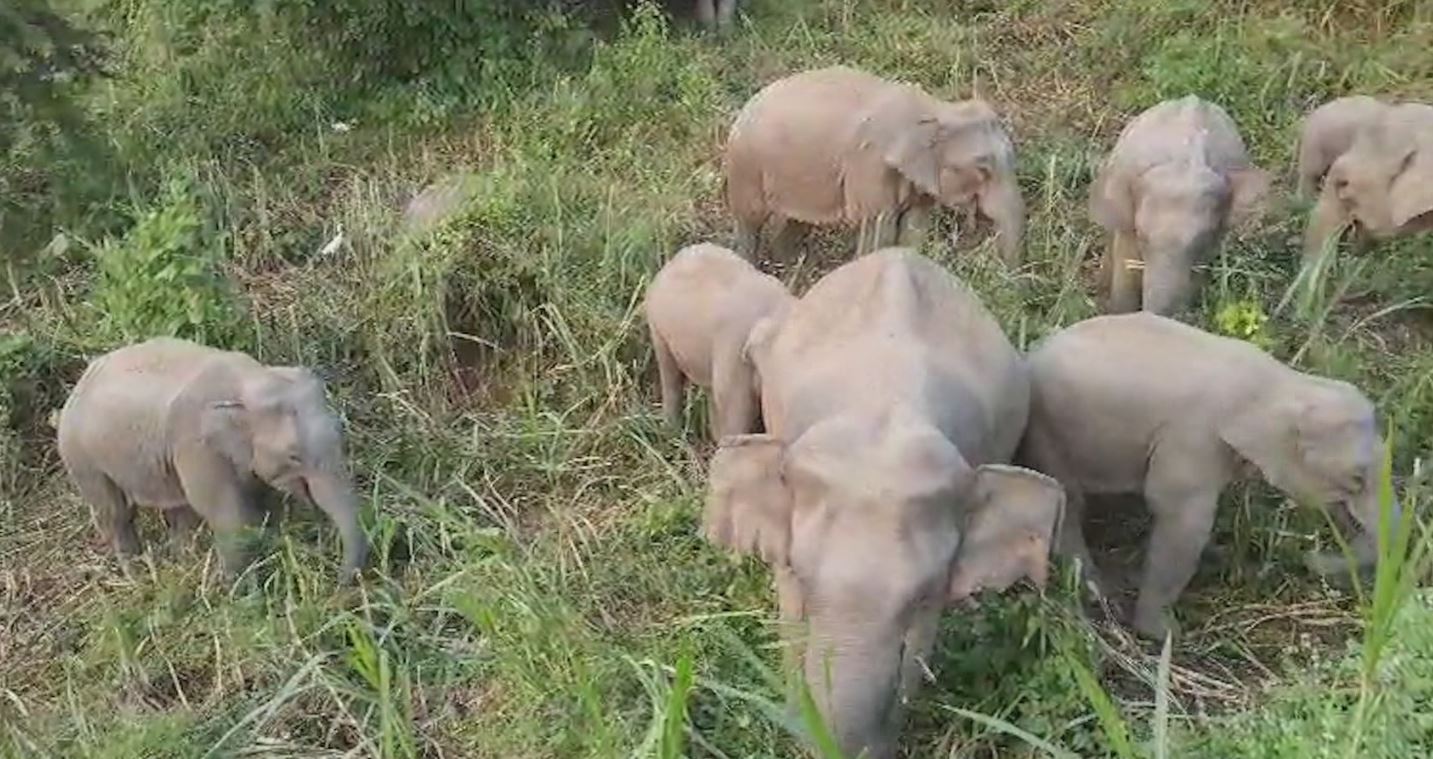 Human Elephant Conflict In Assam