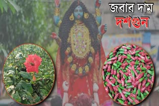 কালী পুজোর আগে জবার কদর আকাশ ছোঁয়া