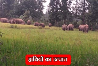 Elephants created havoc in Giridih
