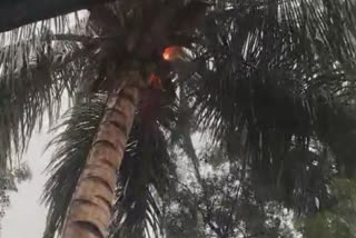 coconut_tree_fire