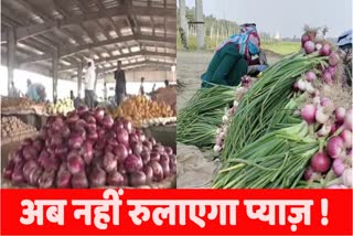 Onion Farming festive season onion price hike kharif onion market rate karnal farmers drip irrigation haryana news