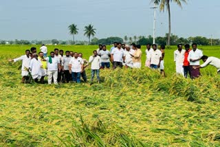 ಅಕಾಲಿಕ ಮಳೆಗೆ ಭತ್ತದ ಬೆಳೆ ಹಾನಿಯಾಗಿರುವುದು