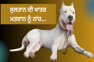 600 ANIMAL LOVERS BOYCOTT MP ELECTIONS TO PUNISH KILLERS OF DOG SULTAN DEMAND RAISED FOR JUSTICE FOR DOG IN BHOPAL