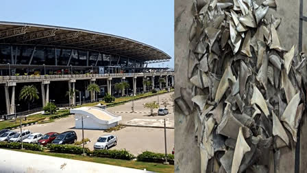 shark fin smuggling at chennai airport