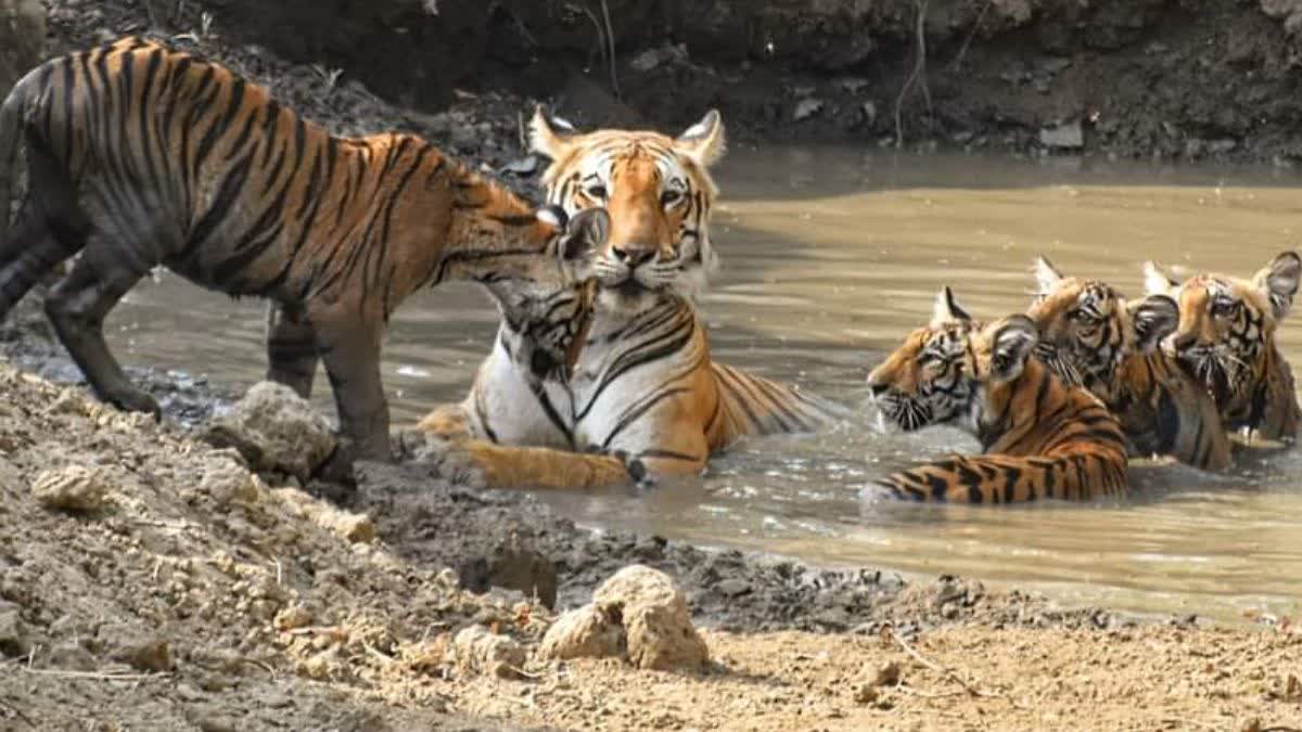 बाघिन के साथ शावकों की मनमोहक तस्वीर.