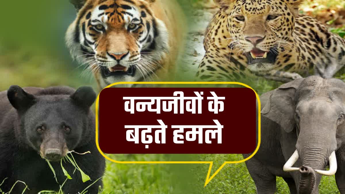 Wildlife attacks are increasing in Uttarakhand