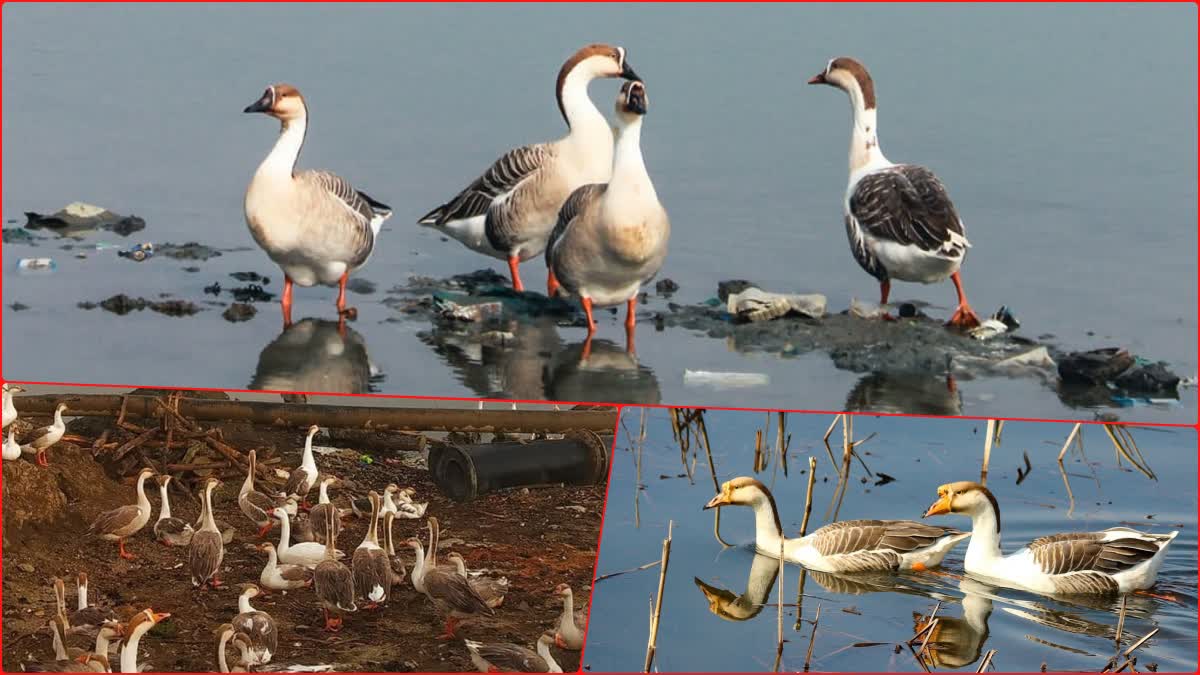 Walur Lake Witnesses Mysterious Deaths of Kashmiri's Native geese 'Kashur Aenz'