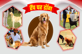 JABALPUR NATIONAL LEVEL DOG SHOW