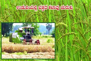 ಉಡುಪಿ: ಭತ್ತದ ಕಟಾವು ಚುರುಕು-ದ್ವಿದಳ ಧಾನ್ಯ, ಕಲ್ಲಂಗಡಿ, ತರಕಾರಿ ಬಿತ್ತನೆಗೆ ಸಿದ್ಧತೆ