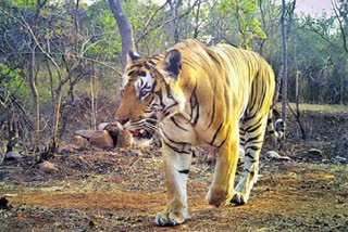 Tiger Wandering In Kuntala