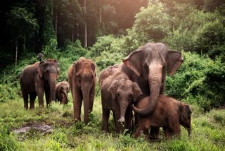 BANASI VILLAGE ELEPHANTS HERD