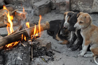 UP Case Registered Against 2 Women For Burning Alive Newborn Puppies By Pouring Petrol Over Them